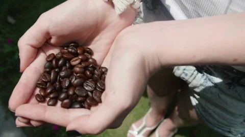 Women's hands hold coffee beans close-up Stock Footage 73523807