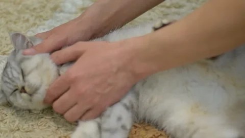 Women's hands hold a fluffy cat Stock Footage 181547416