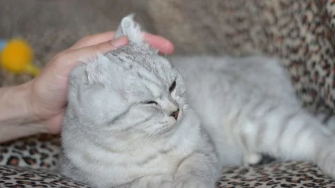 Women's hands hold a fluffy cat. The owner strokes the cat.  Stock Footage 181547996