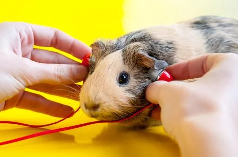 Women's hands hold red headphones near the ears of a smooth-haired guinea pig Stock Photos