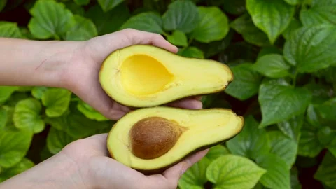 Women's Hands Hold Two Halves of Fresh Avocado the Bright Green Grass Видео 133363722