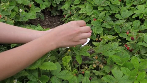 Women's Hands by the Large Plan Collect Ripe Strawberries from the Bush. Stock Footage 79414032