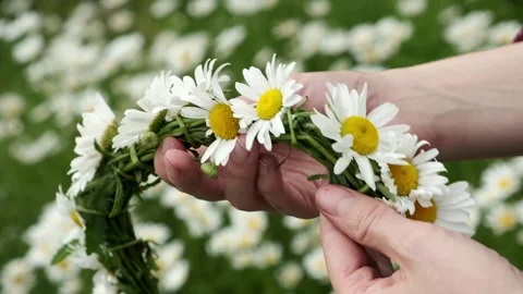 Women's hands make a wreath of daisies on the field. Stock Footage 201401906