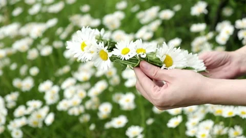 Women's hands make a wreath of daisies on the field. Stock Footage 201701181