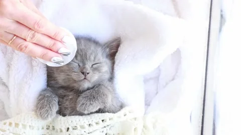 Women's hands massage the face of a cute sleeping kitten , cosmetology concep Stock Footage 170488187