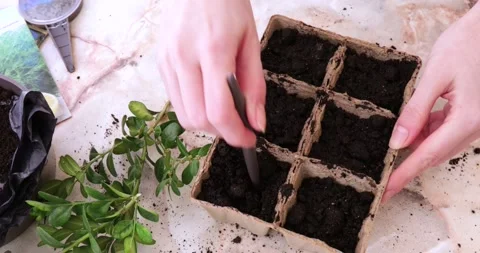 Women's hands mix the soil in the boxes for planting seeds. Stock Footage 172595163