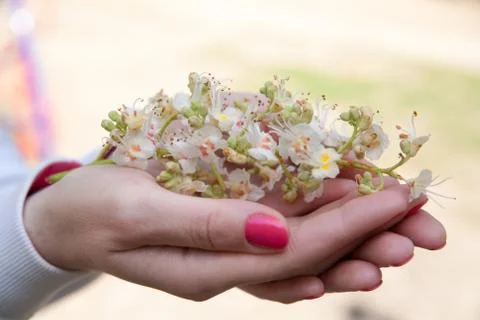 Women's hands Stock Photos