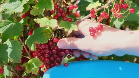 Women's hands picking ripe red currants and putting them in a blue container Stock Footage 289109020
