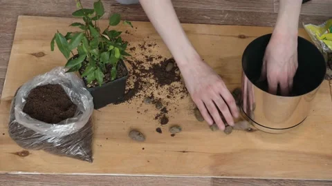 Women's hands prepare expanded drainage and soil for planting a green plant Stock Footage 152697600