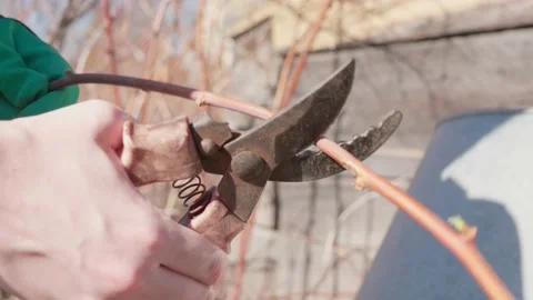 Women's hands with pruning shears cut dry raspberry branches for compost pit. Stock Footage 140605476
