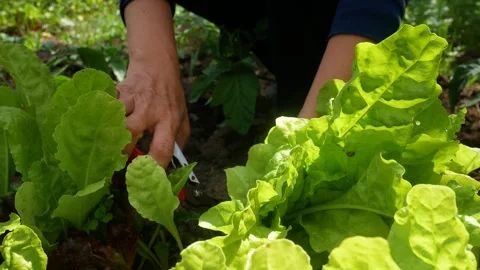 Womens hands with pruning shears cut large green lettuce leaves in the beds. Stock Footage 312738081