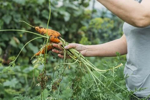 Women's hands pull fresh red-orange carrots from the garden after the rain. H Stock Photos