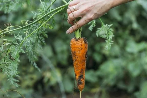 Women's hands pull fresh red-orange carrots from the garden after the rain. H Stock Photos