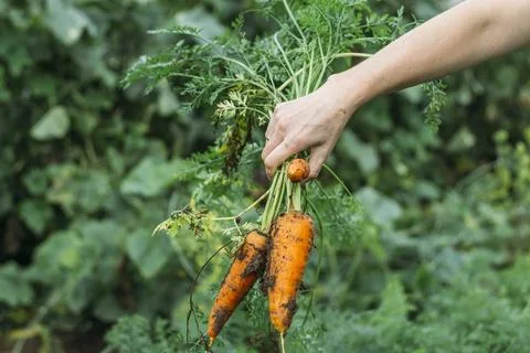 Women's hands pull fresh red-orange carrots from the garden after the rain... Stock Photos