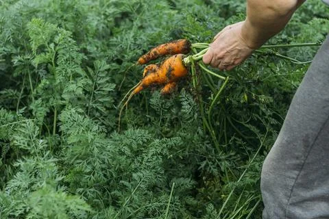 Women's hands pull fresh red-orange carrots from the garden after the rain. H Stock Photos