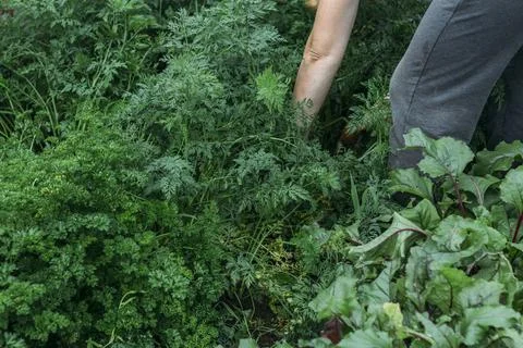 Women's hands pull fresh red-orange carrots from the garden after the rain... Stock Photos