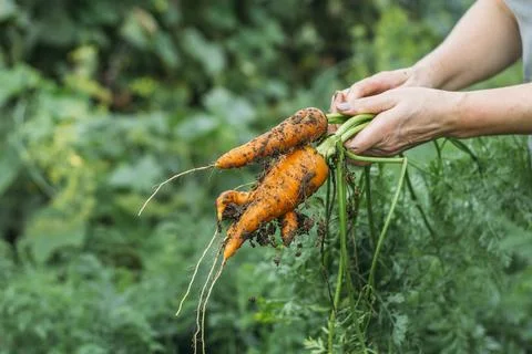 Women's hands pull fresh red-orange carrots from the garden after the rain. H Stock Photos