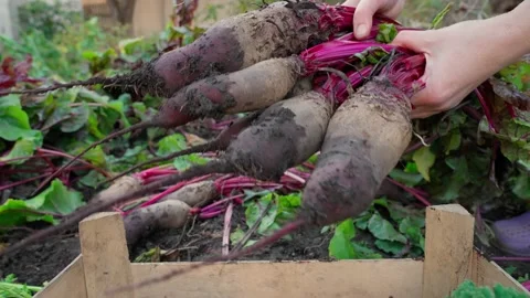 Women's hands put the organic beetroot harvested in her garden into a box. Stock Footage 221243040