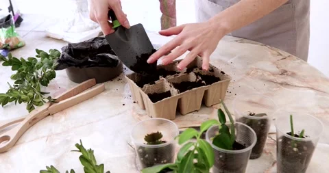 Women's hands puts the ground mass in the pots for grains with a small spade on Stock Footage 172596294