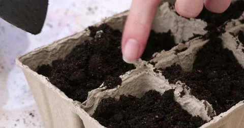 Women's hands puts the ground mass in the boxes for grains with a small spade Stock Footage 172597040