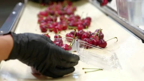 Women's hands sort and put cherry berries in a plastic container Stock Footage 157904017