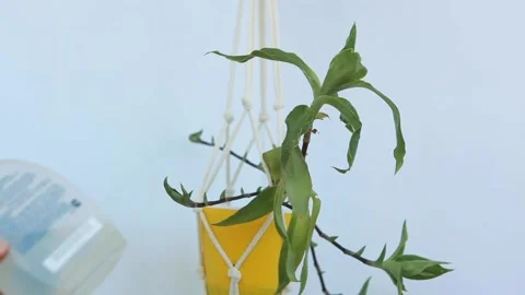 Women's hands spray water on eucharis leaves Stock Footage 142090030