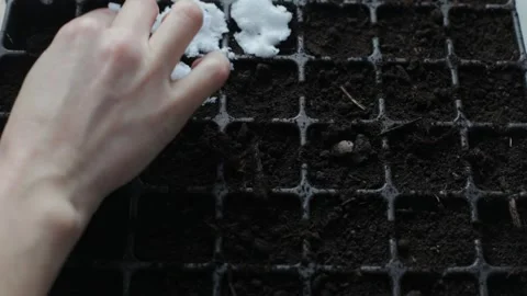 Women's hands spread snow into containers with soil for seed stratification. Stock Footage 265402214
