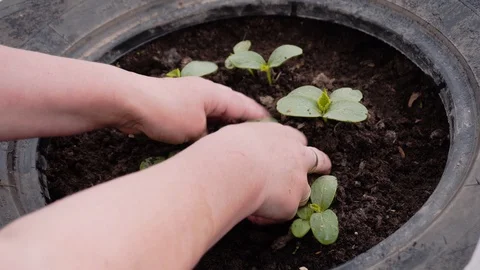 Women's hands Spud small plants in a small greenhouse. Close-up of hands Stock Footage 108948166