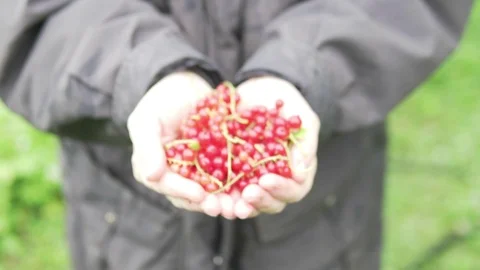 Women's hands stretch a bunch of red currants into the camera. Stock Footage 112175968