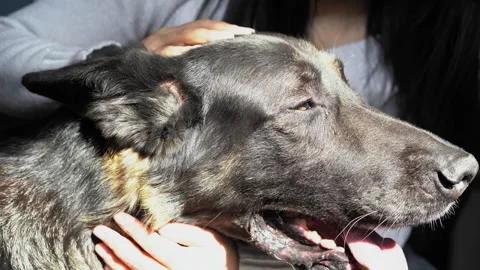 Women's hands stroke a big black dog. Sheepdog sticks out his tongue. Close-up Stock Footage 139569239