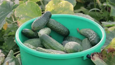 Women's hands throw a crop of vegetables cucumbers in a plastic bucket Stock Footage 138479502