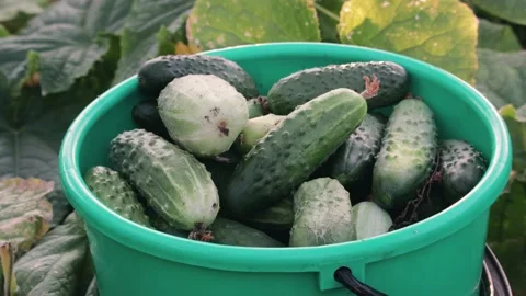 Women's hands throw a crop of vegetables cucumbers in a plastic bucket 動画素材 139791671