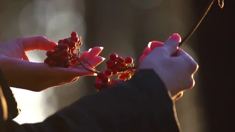 Women's hands touch a branch of a Rowan Stock Footage 77467228