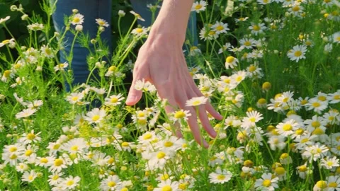 Women's hands touch chamomile flowers on a bush in the garden. Stock Footage 246480370