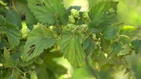 Women's hands touch the plant hops. hands close-up. Slow motion Stock Footage 80051691