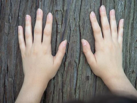 Women's hands touch the trunk of a tree. Palms on the bark of a tree. Unity w Stock Photos