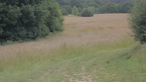 Wonder field Vídeos de archivo 132749406