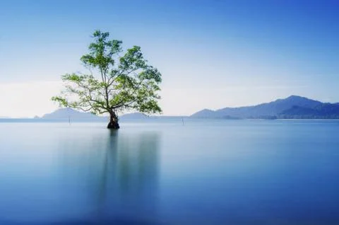 Wonder Tree Stock Photos