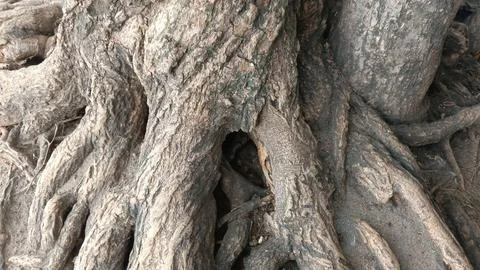The Wonder of Tree Roots by the Beach 4 Stock Photos