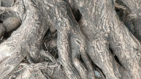The Wonder of Tree Roots by the Beach 5 Stock Photos