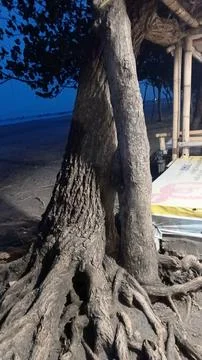 The Wonder of Tree Roots by the Beach 7 Stock Photos