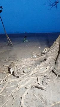 The Wonder of Tree Roots by the Beach 8 Stock Photos