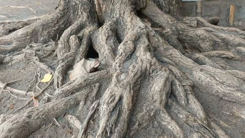 The Wonder of Tree Roots by the Beach Stock Photos