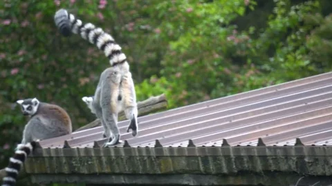 Wonderful African Ring-Tailed Lemur Stock Video Pond5