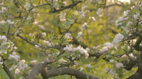 Wonderful apple tree garden Stock-Footage 7753049