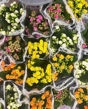 A wonderful assortment of different types of spring flowers in a bouquet Stock Photos