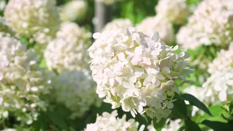 Wonderful blooming white Hydrangea arborescens or smooth hydrangea, in a garden Stock Footage 234539239