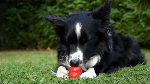 A wonderful border collie puppy eats and plays with his kong in the garden Stock Footage 151219933