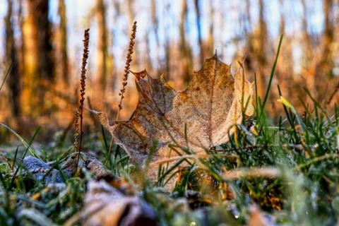 A wonderful brown maple leaf fall down from tree and still lying in grass. A  Stock Photos