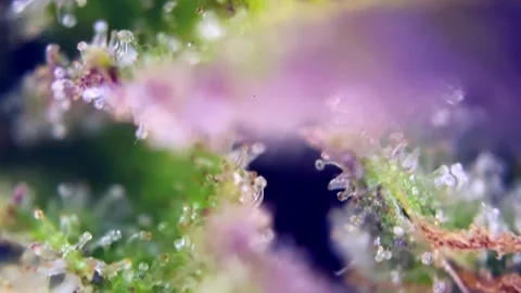 Wonderful Cannabis trichomes developing active cannabinoids under microscope. Stock Footage 344494123